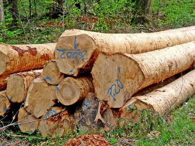 Wald-Holz